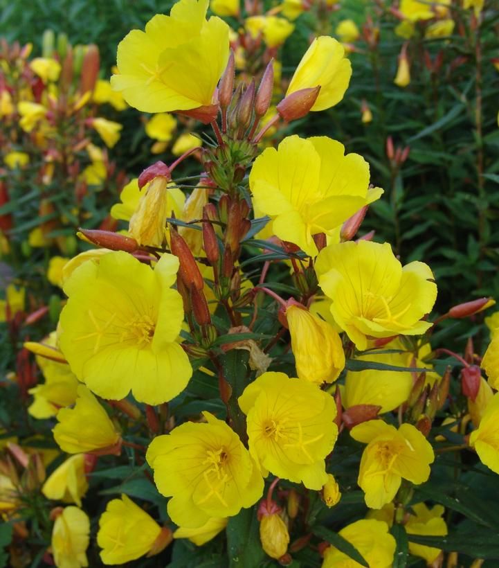 Evening Primrose &#39;Oenothera Fireworks&#39; 1 gal