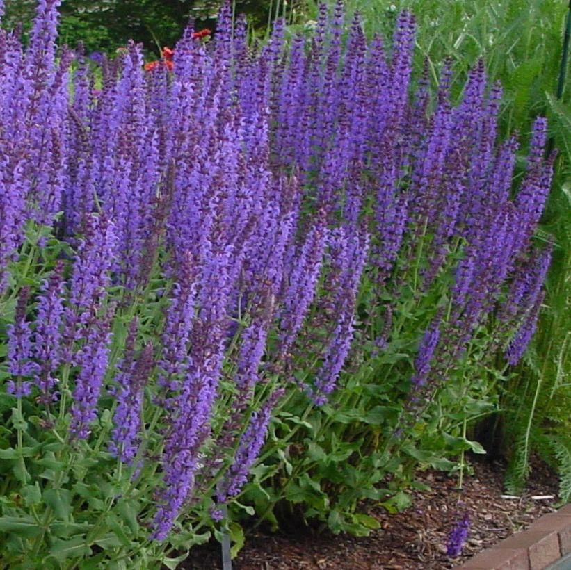 Perennial Sage &#39;Salvia Blue Hill&#39; 4&quot;