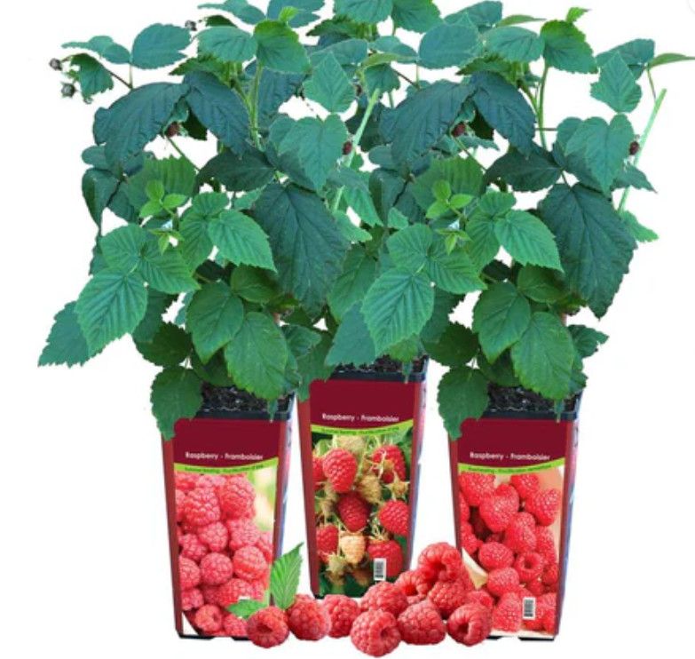 Raspberry Pot Asst. 1.5 L