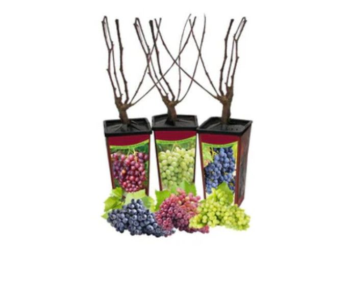 Grapes Cold Hardy Pot Asst. 1.5 L