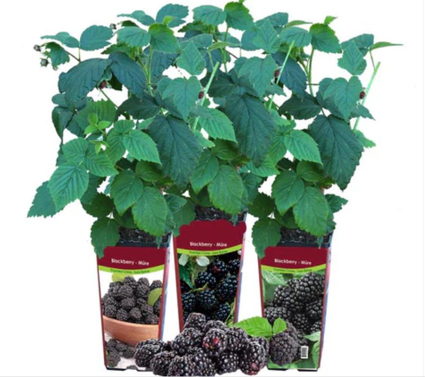 Blackberry Pot Asst. 1.5 L