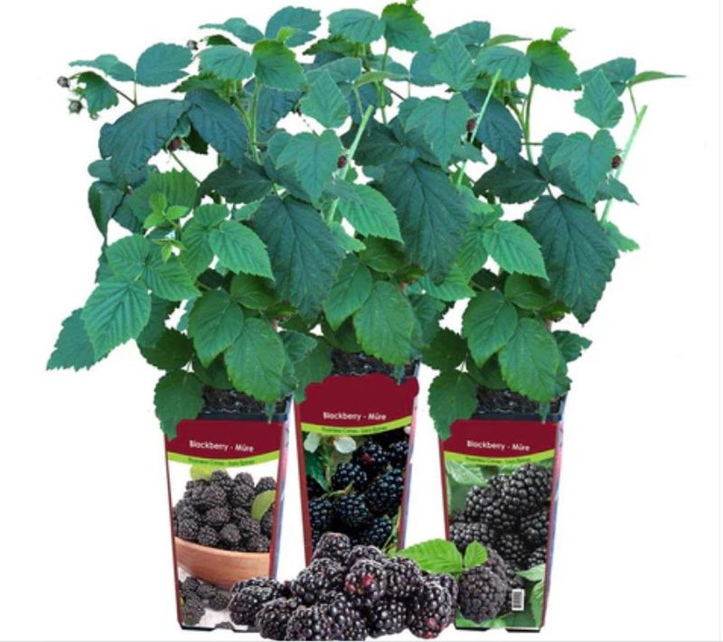 Blackberry Pot Asst. 1.5 L