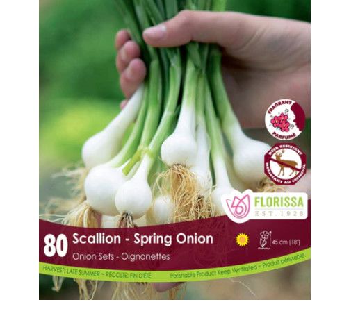 Onion: Green Scallion (80)