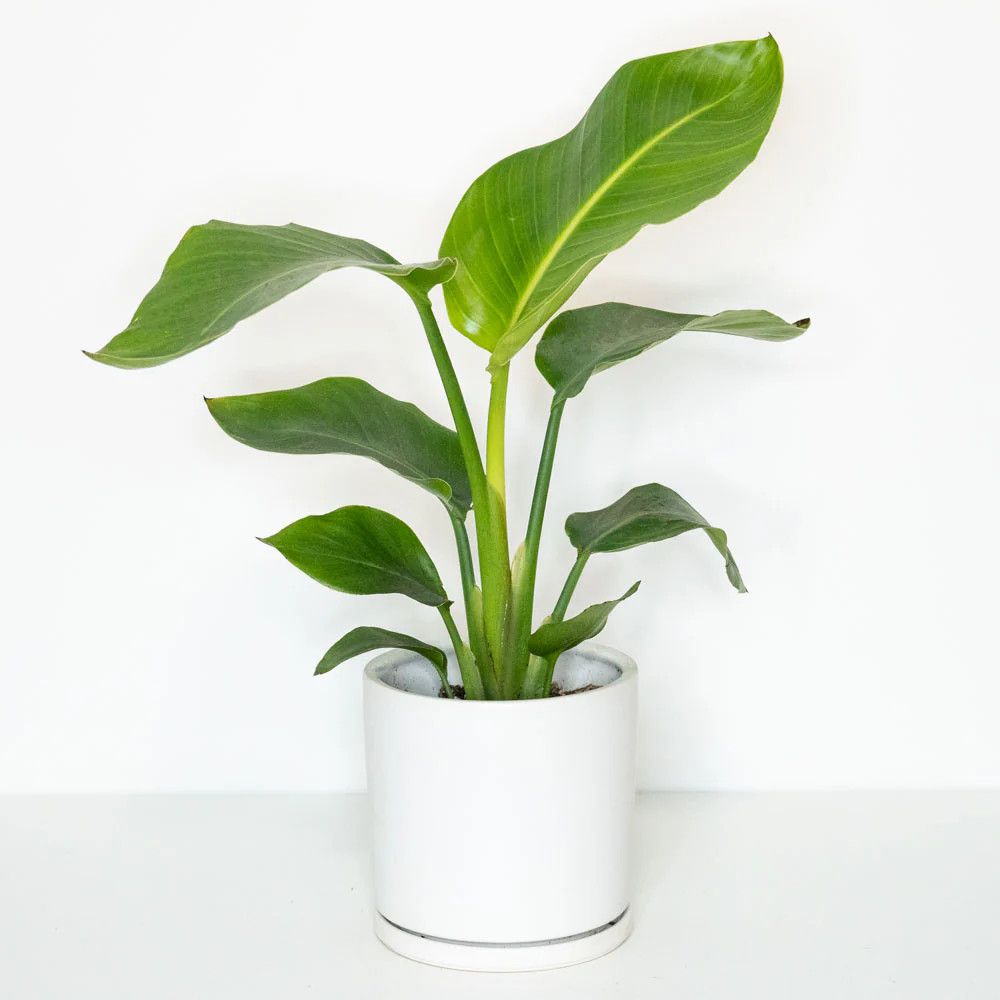 Tropical Centres &#39;White Bird of Paradise&#39; 1 qt