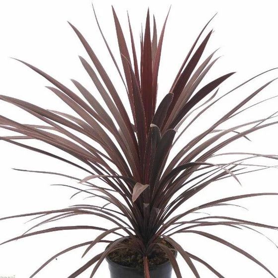 Tropical Centres 'Dracaena Marginata' 1 qt