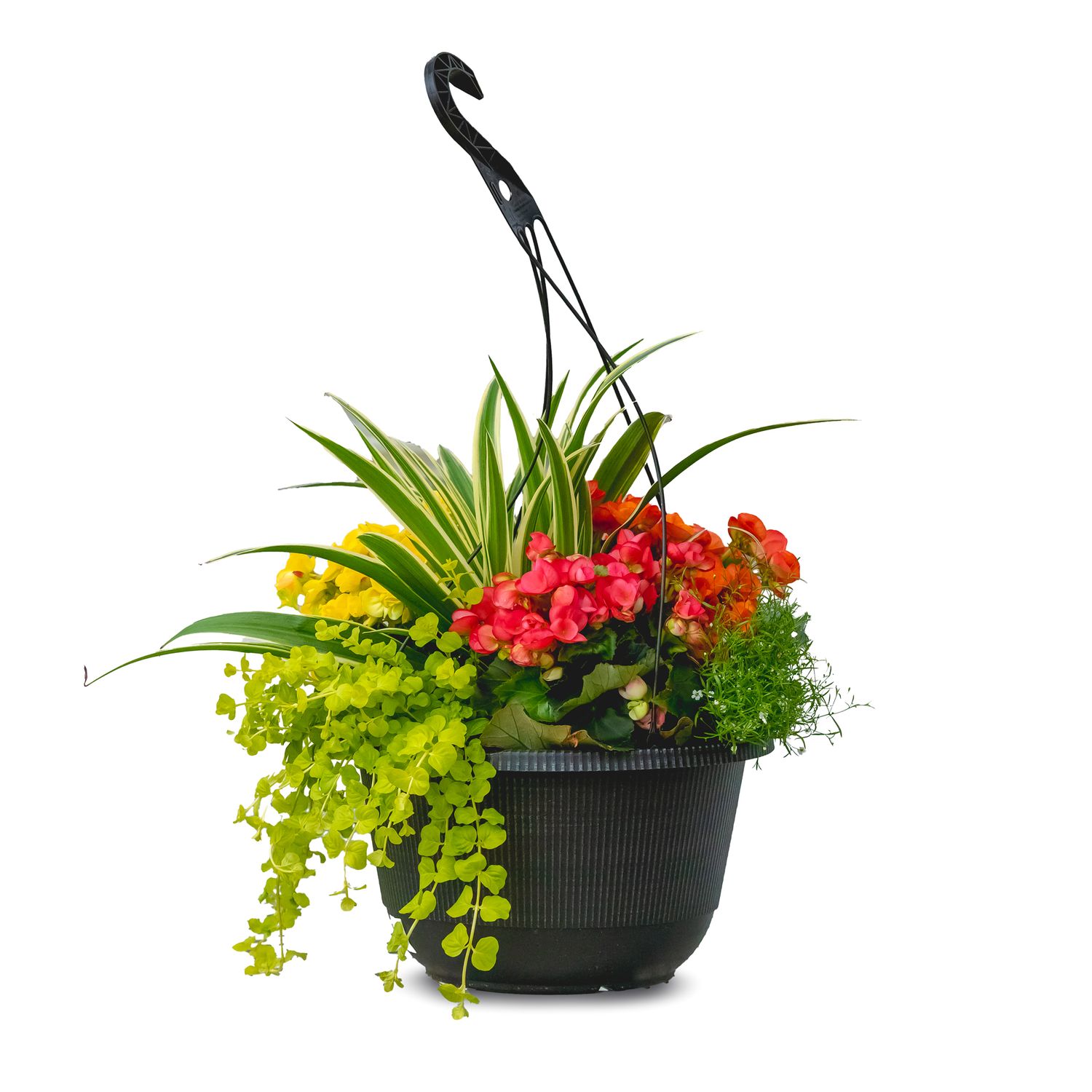 Rieger Begonia Combo 13" HB