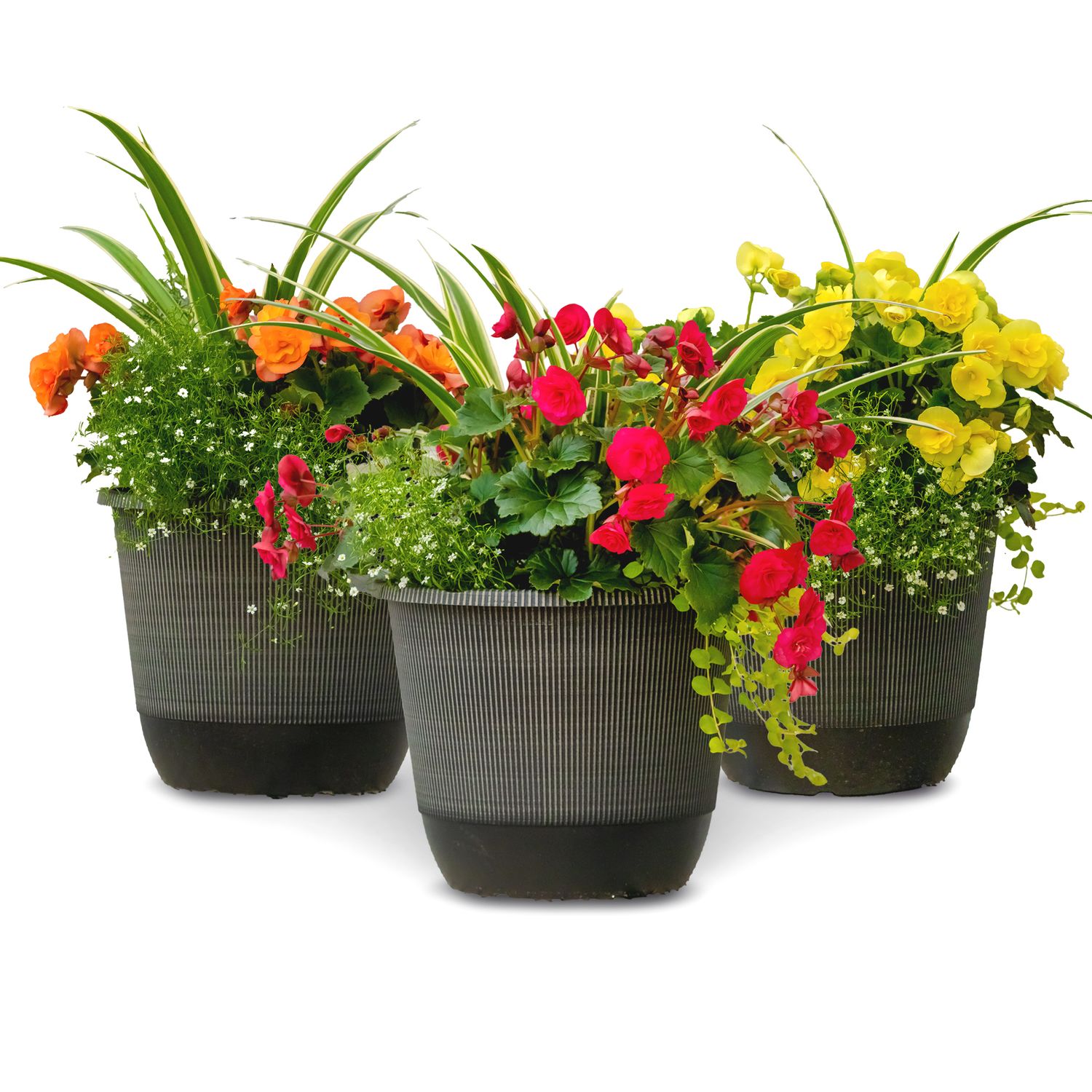 13&quot; ROUND Rieger Begonia Mixed Planter