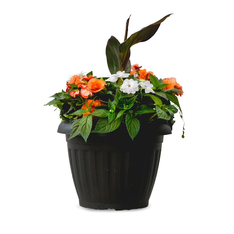 15" ROUND Solenia &amp; Sunpatiens Planter