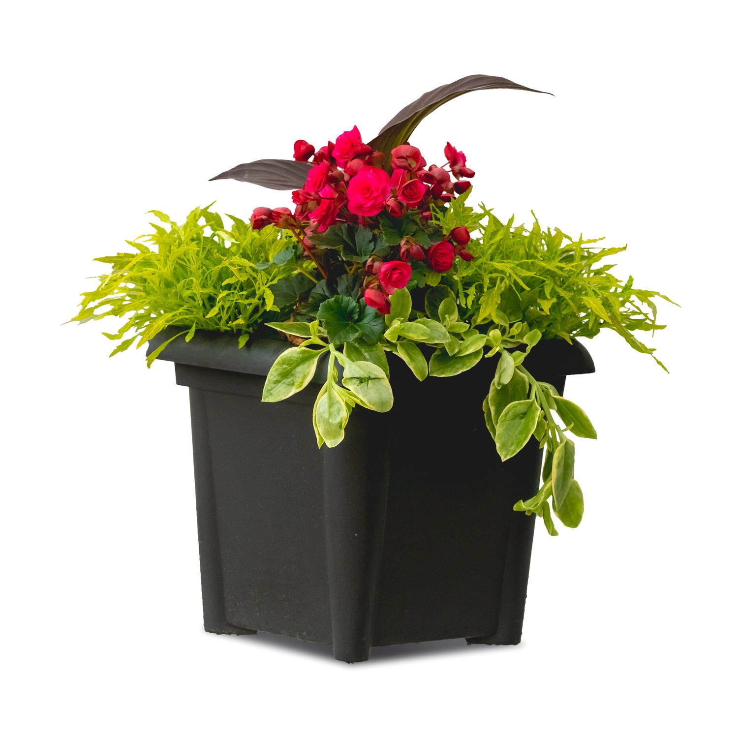 14&quot; Square Pot Solenia Begonia Planter
