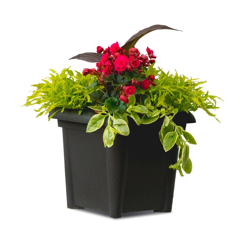 14" Square Pot Solenia Begonia Planter