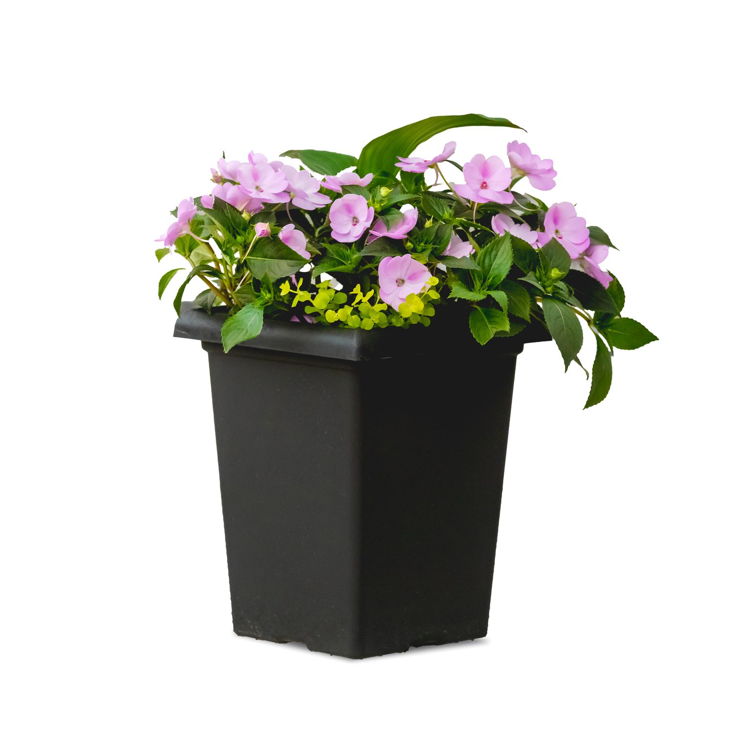 10&quot; Tall Square Sunpatiens Mixed Planter