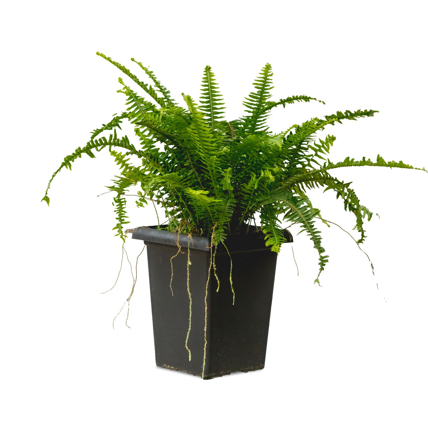 10&quot; Tall Square Kimberly Fern Planter