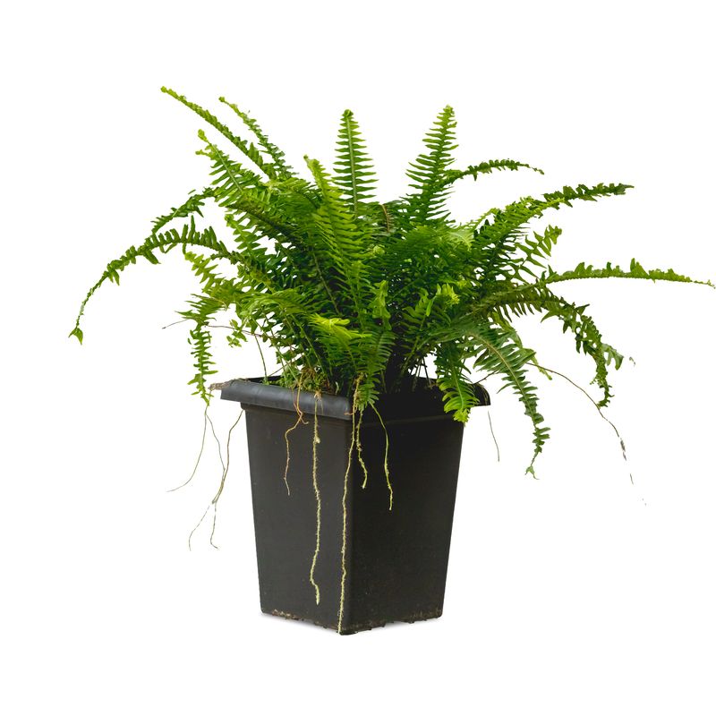 10" Tall Square Kimberly Fern Planter
