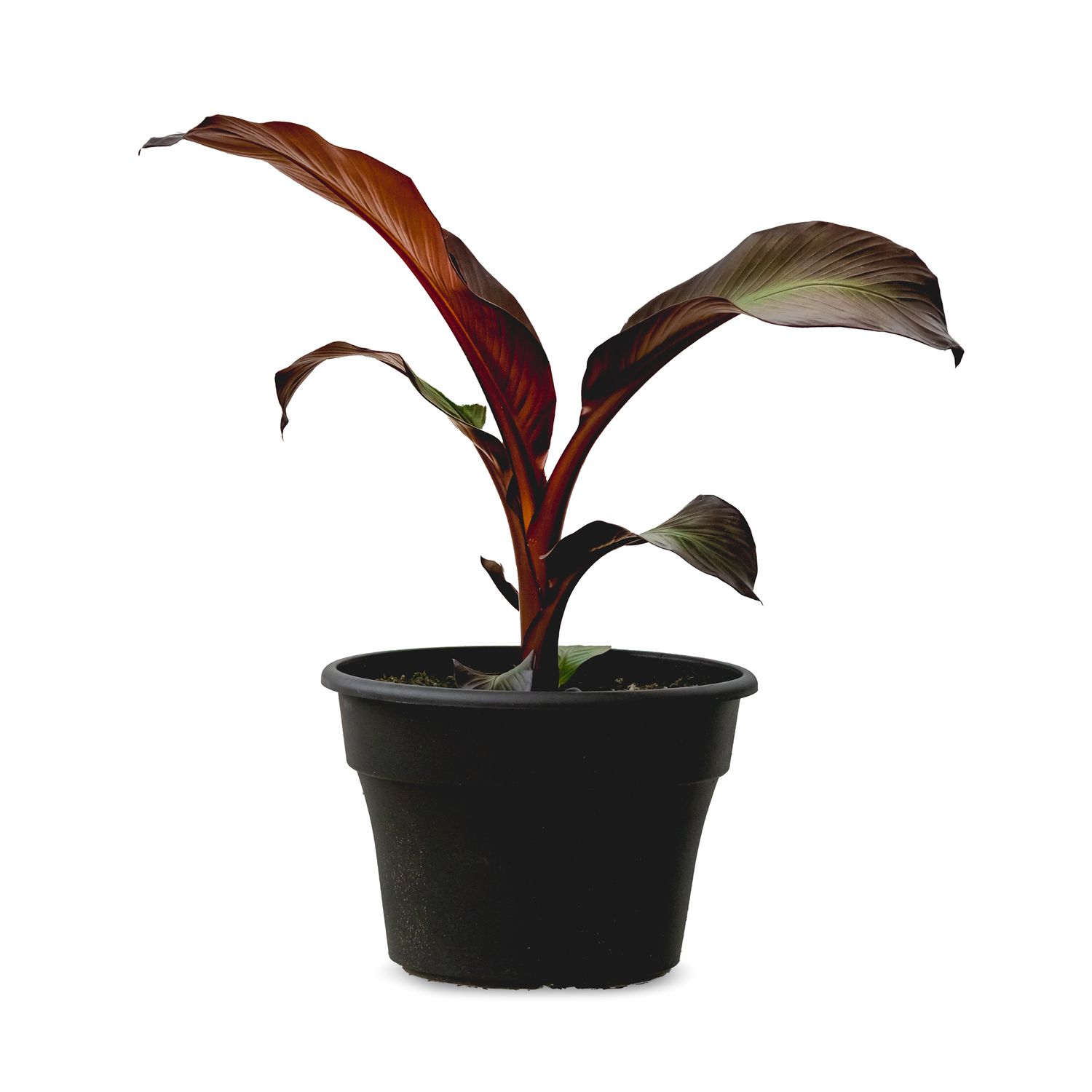Tropical House Plant: Banana Leaf Red 12&quot;