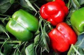 Sweet Pepper 'Majestic Red' 4"