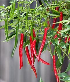 Hot Pepper Cayenne 4" (mild)