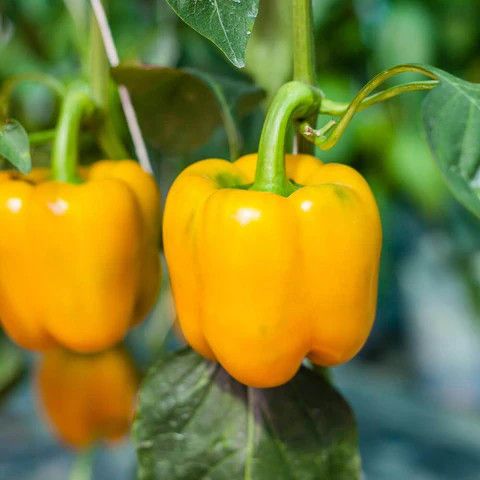 Sweet Pepper 'California Golden Wonder' 4"