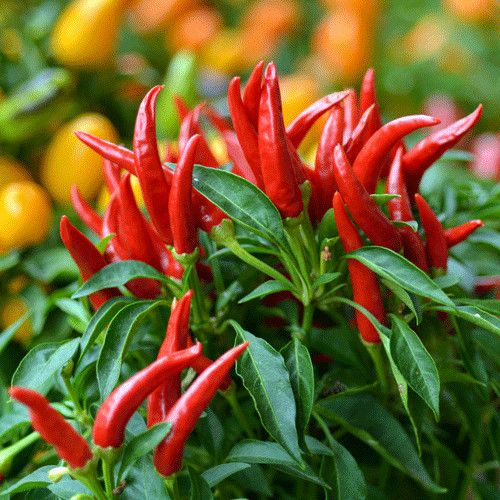 Hot Pepper Sweet Chili 4&quot;