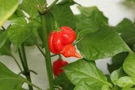 Hot Pepper Trinidad Scorpion 4" (extreme)