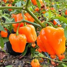 Hot Pepper Chaak Orange 4" (extreme)