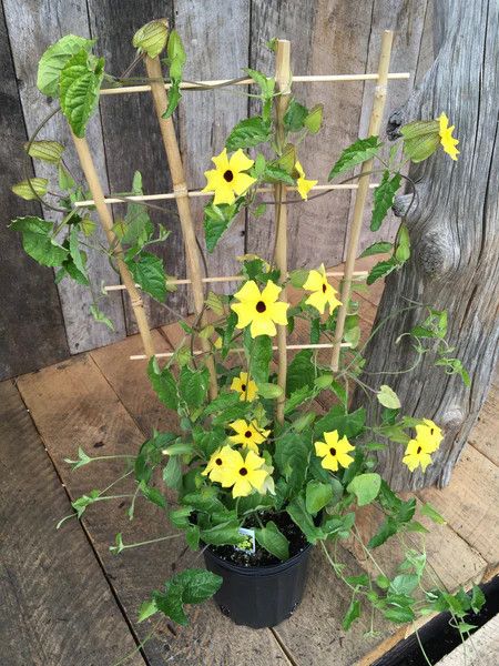 Thunbergia &#39;Black-Eyed Susan Vine&#39; with trellis 1 gal