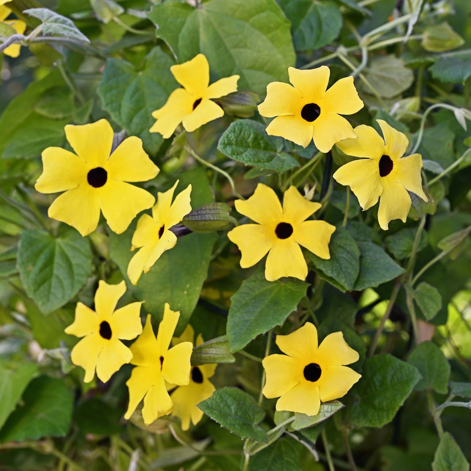 7" HB Thunbergia 'Lemon Star' Black-Eyed Susan Vine