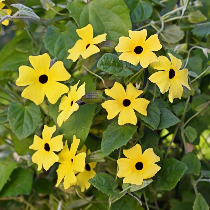 7" HB Thunbergia 'Lemon Star' Black-Eyed Susan Vine