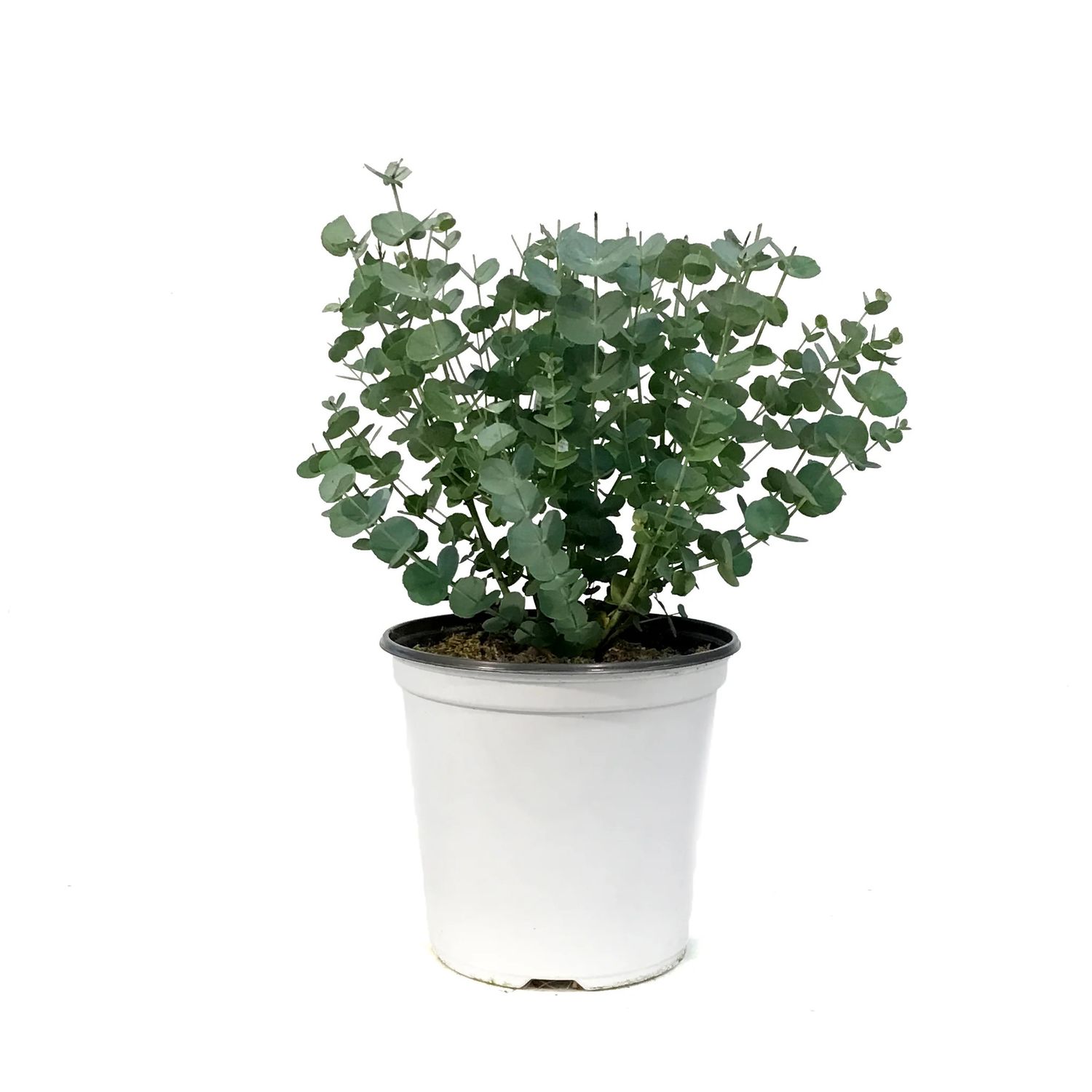 Eucalyptus &#39;Silverdollar&#39; 4.5&quot;
