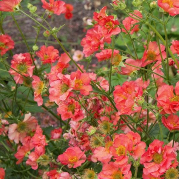 Geum &#39;Tempo Coral&#39; 1 gal