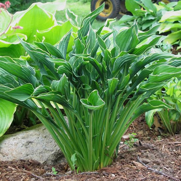 Hosta &#39;Praying Hands&#39; 1 gal