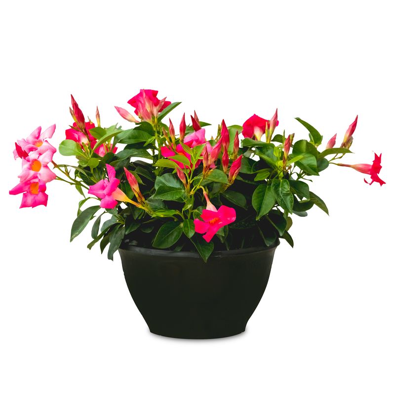 Rio Dipladenia Tabletop Planter 10" - Pink