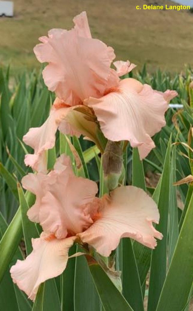 Iris Germanica &#39;Pink Attraction&#39; 1 gal