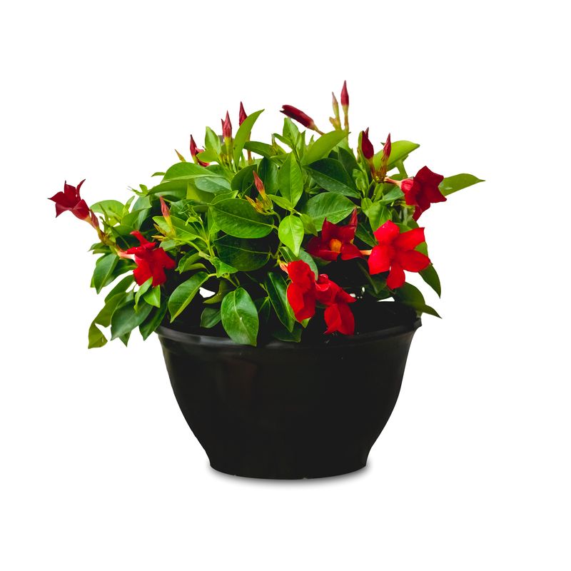 Rio Dipladenia Tabletop Planter 10" - Red