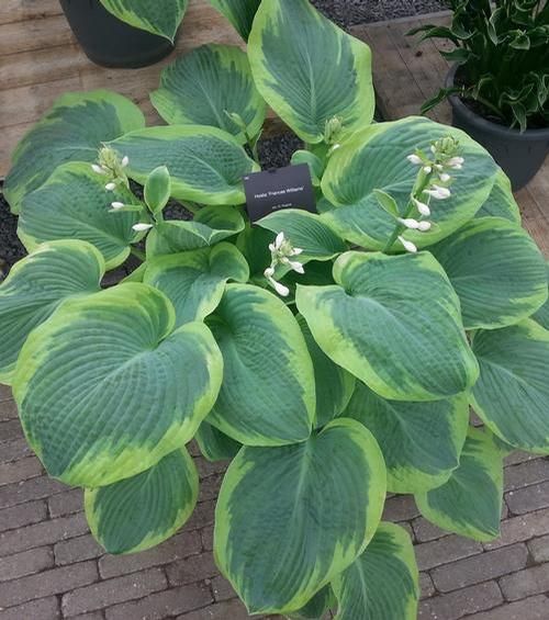 Hosta &#39;Frances Williams&#39;, Size: 1 gal