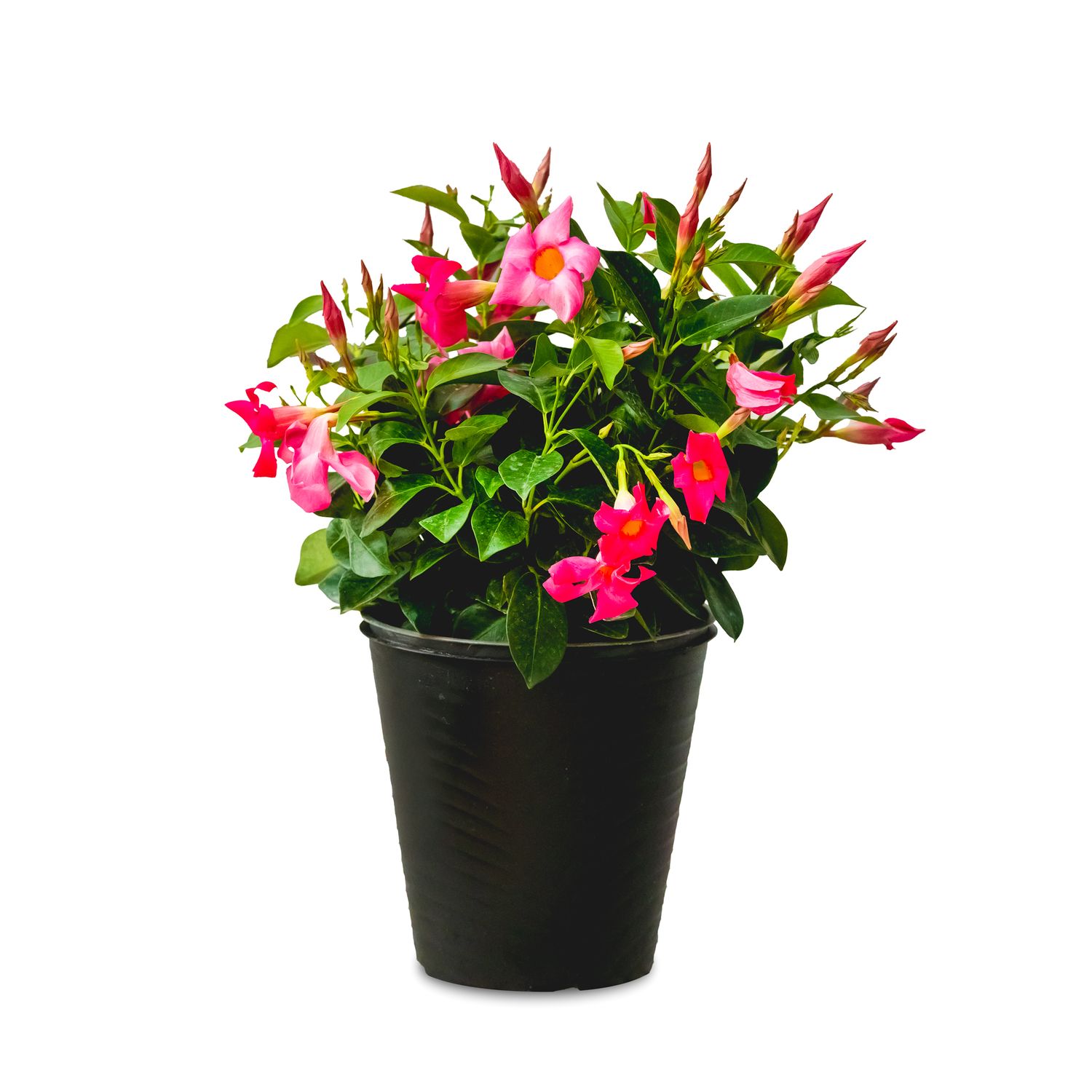 Rio Dipladenia 8&quot; Pot - Pink