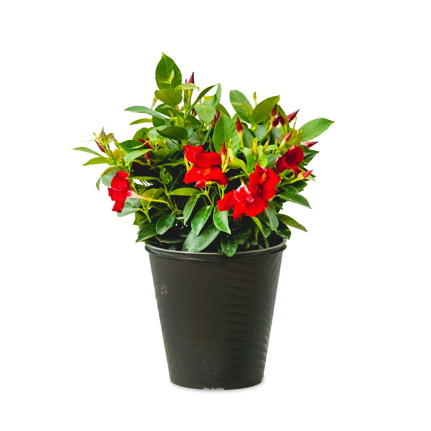 Rio Dipladenia 8&quot; Pot - Red