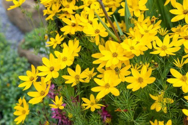 Coreopsis &#39;Zagreb&#39; 4&quot;