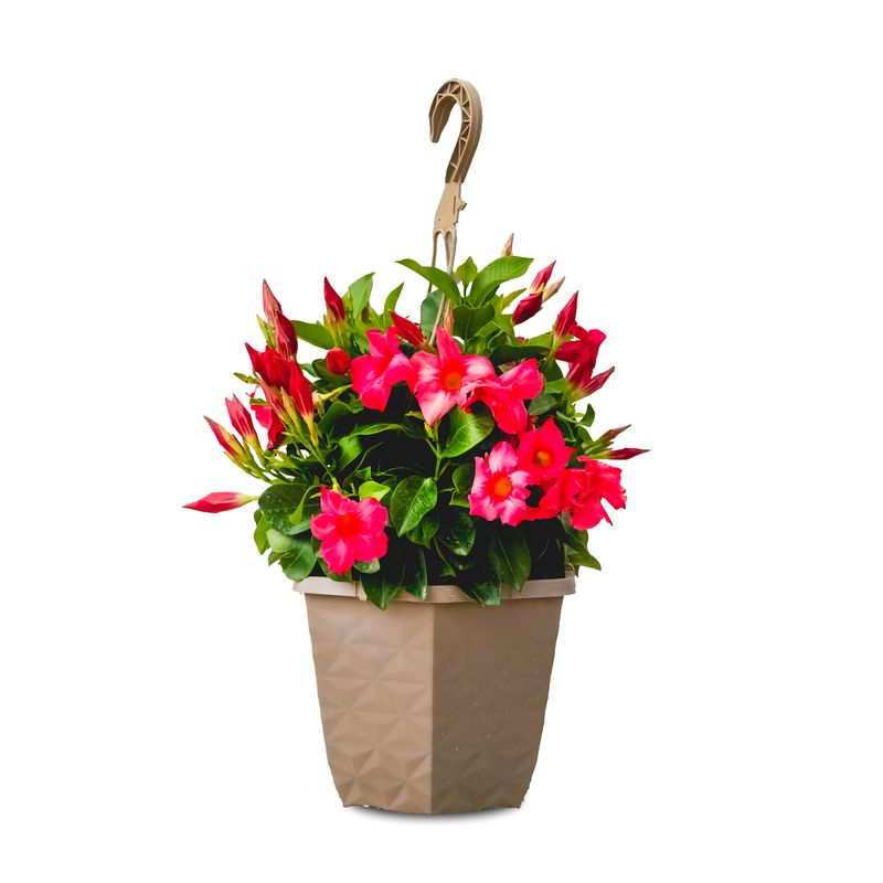 Rio Dipladenia 10" HB - Pink