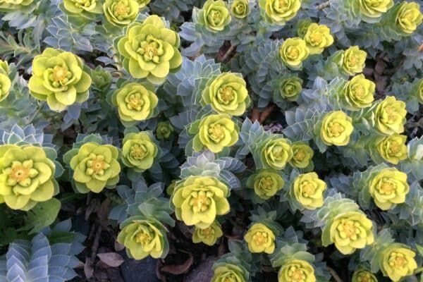 Euphorbia &#39;Myrsinites&#39; Donkey Tail Spurge 4&quot;