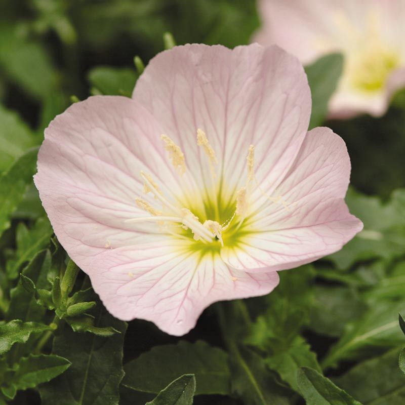 Oenothera &#39;Siskiyou&#39; Evening Primrose 4&quot;