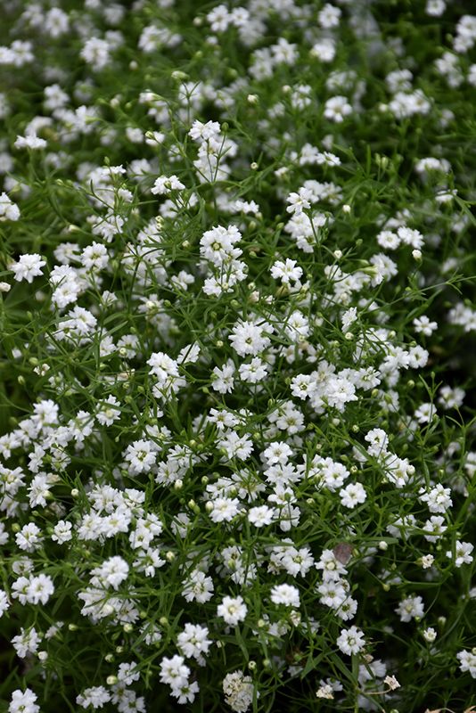 Baby&#39;s Breath &#39;Gypsophila Repens White&#39; 4&quot;