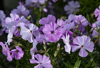 Creeping Phlox &#39;Phlox Trot Pink&#39; 4&quot;
