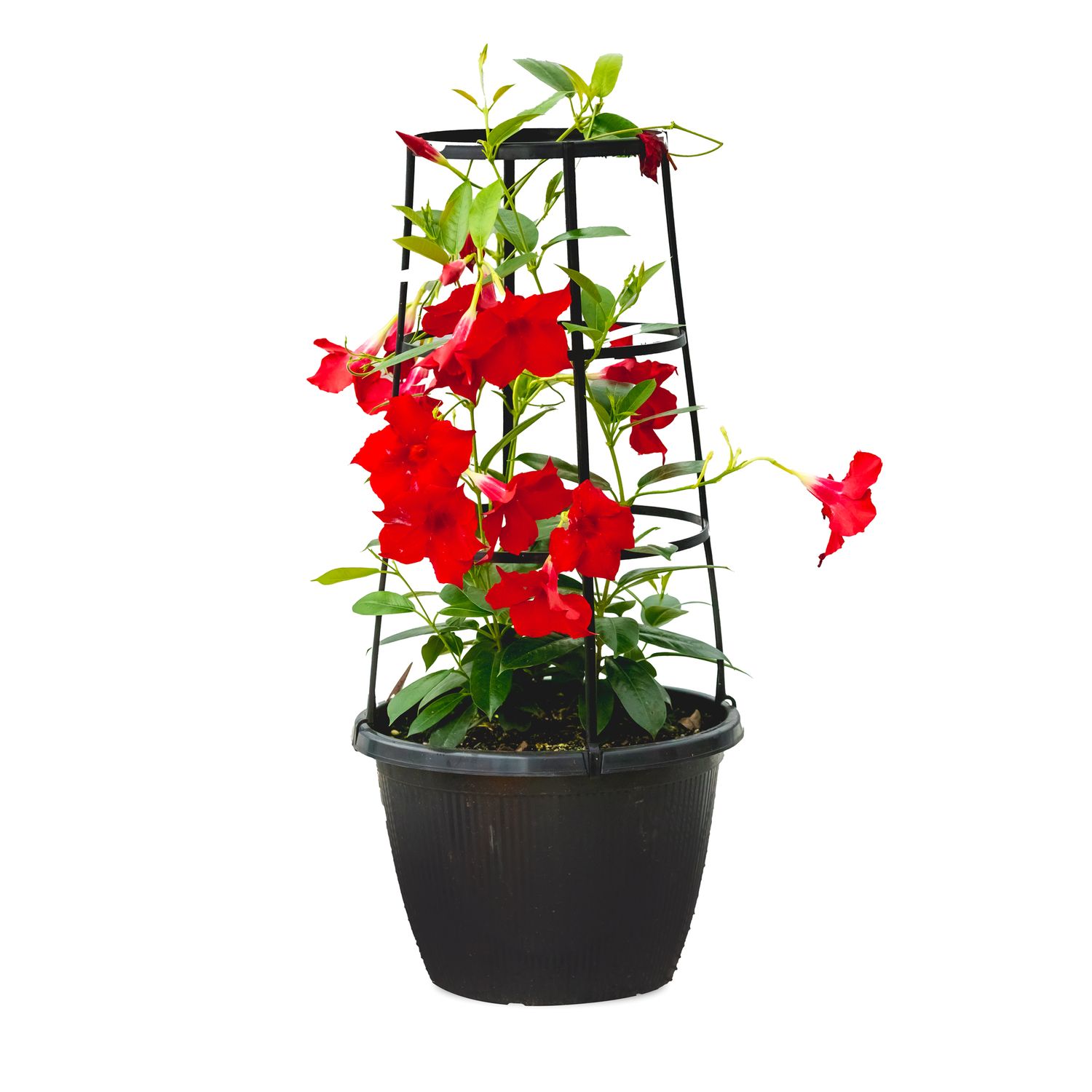 Rio Dipladenia Rhythm Climbing 10&quot; - Red
