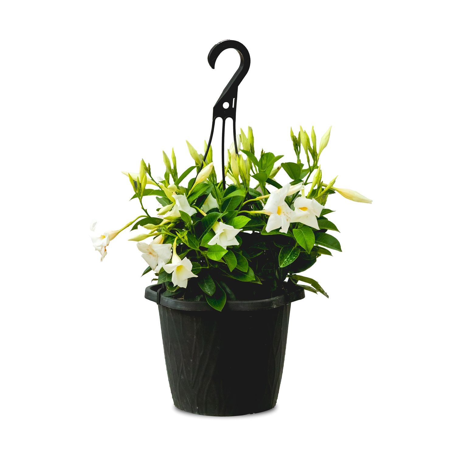 Rio Dipladenia 10" HB - White