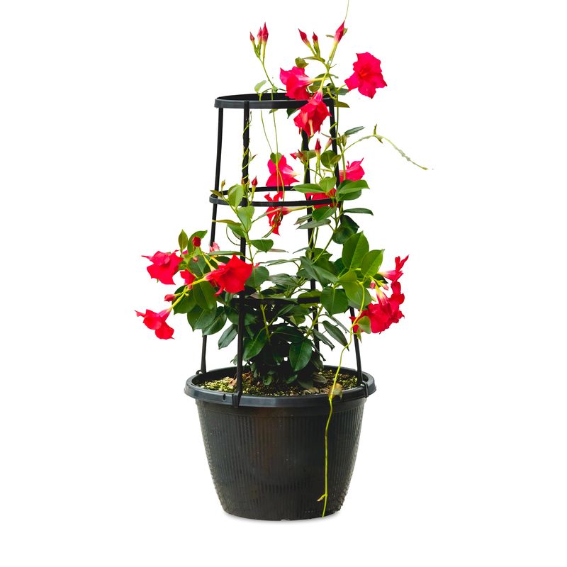 Rio Dipladenia Rhythm Climbing 10" - Pink