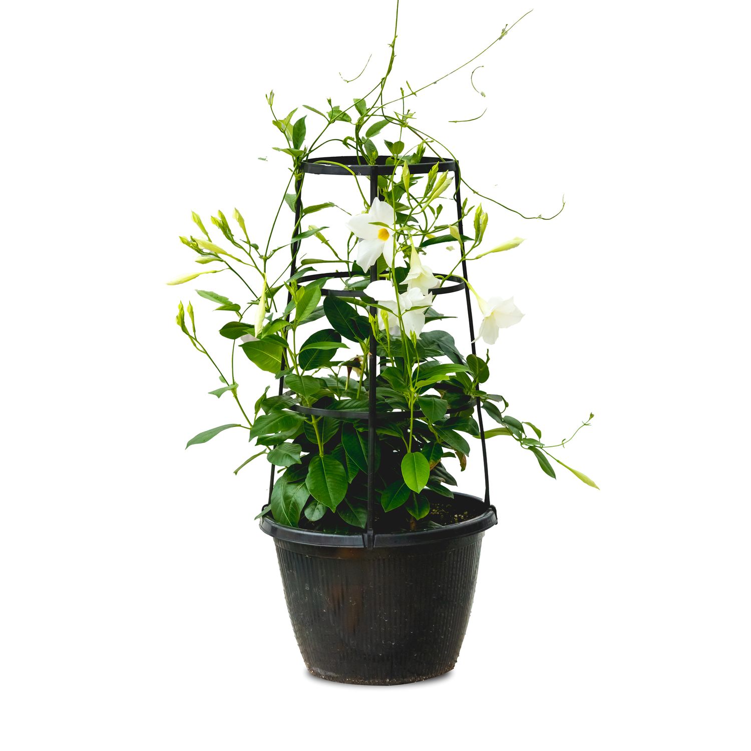 Rio Dipladenia Rhythm Climbing 10&quot; - White