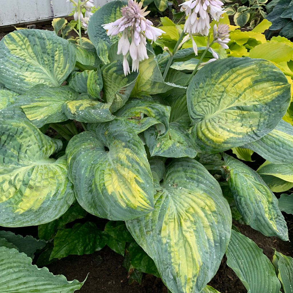 Hosta &#39;Sound of Music&#39; 1 gal PW