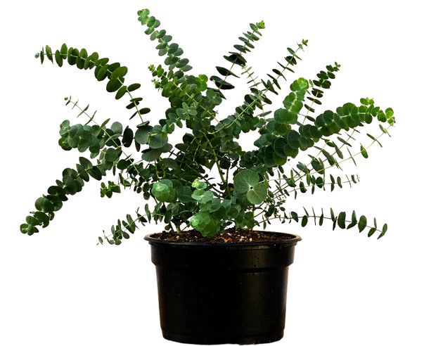 Eucalyptus &#39;Baby Blue&#39; 4.5&quot;