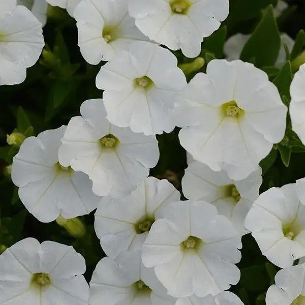 Petunia Shock Wave White 4&quot;