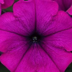 Petunia Wave Purple Improved 4&quot;